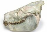 Oreodont (Eporeodon) Skull - South Dakota #217183-3